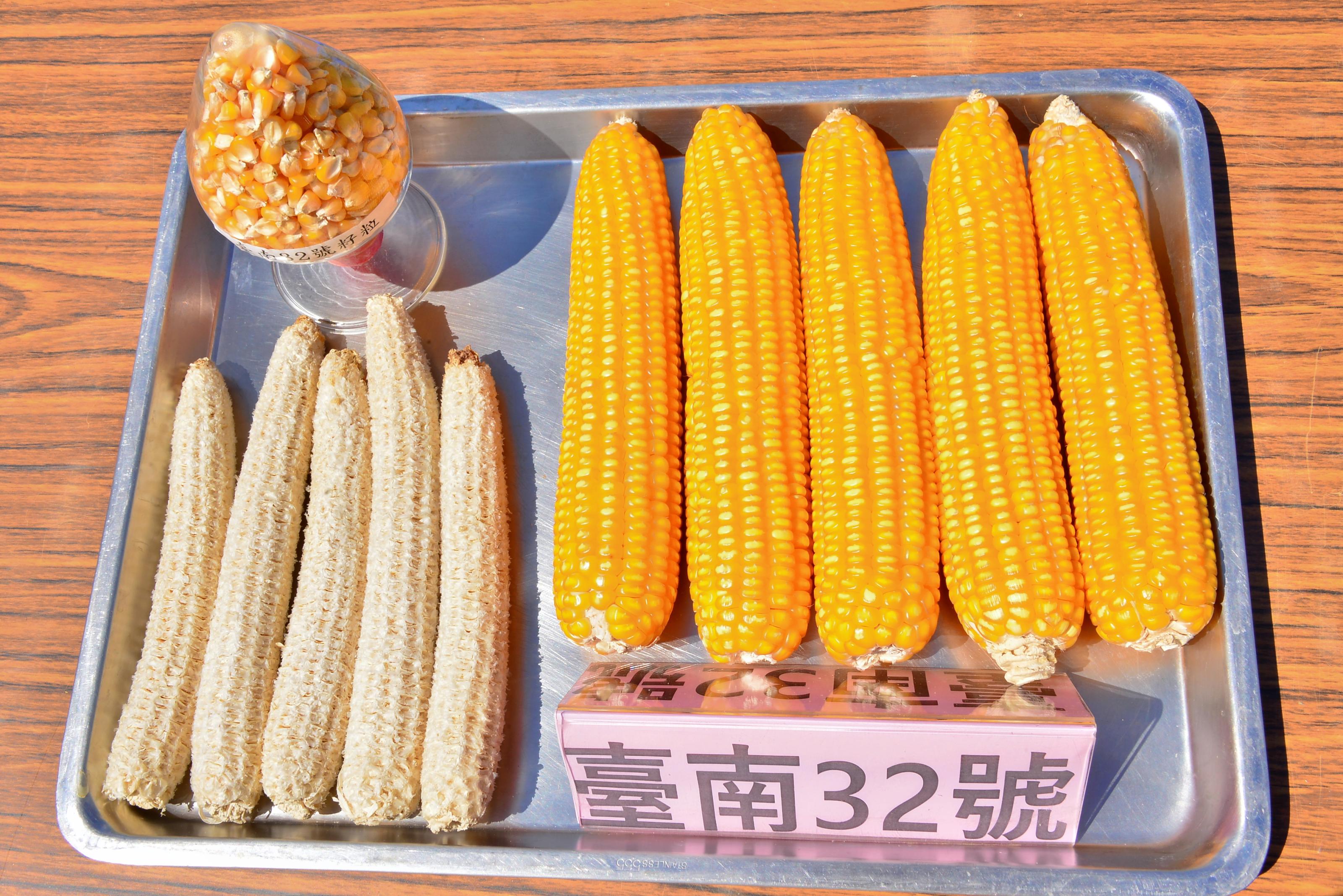 新品種臺南32號果穗碩長