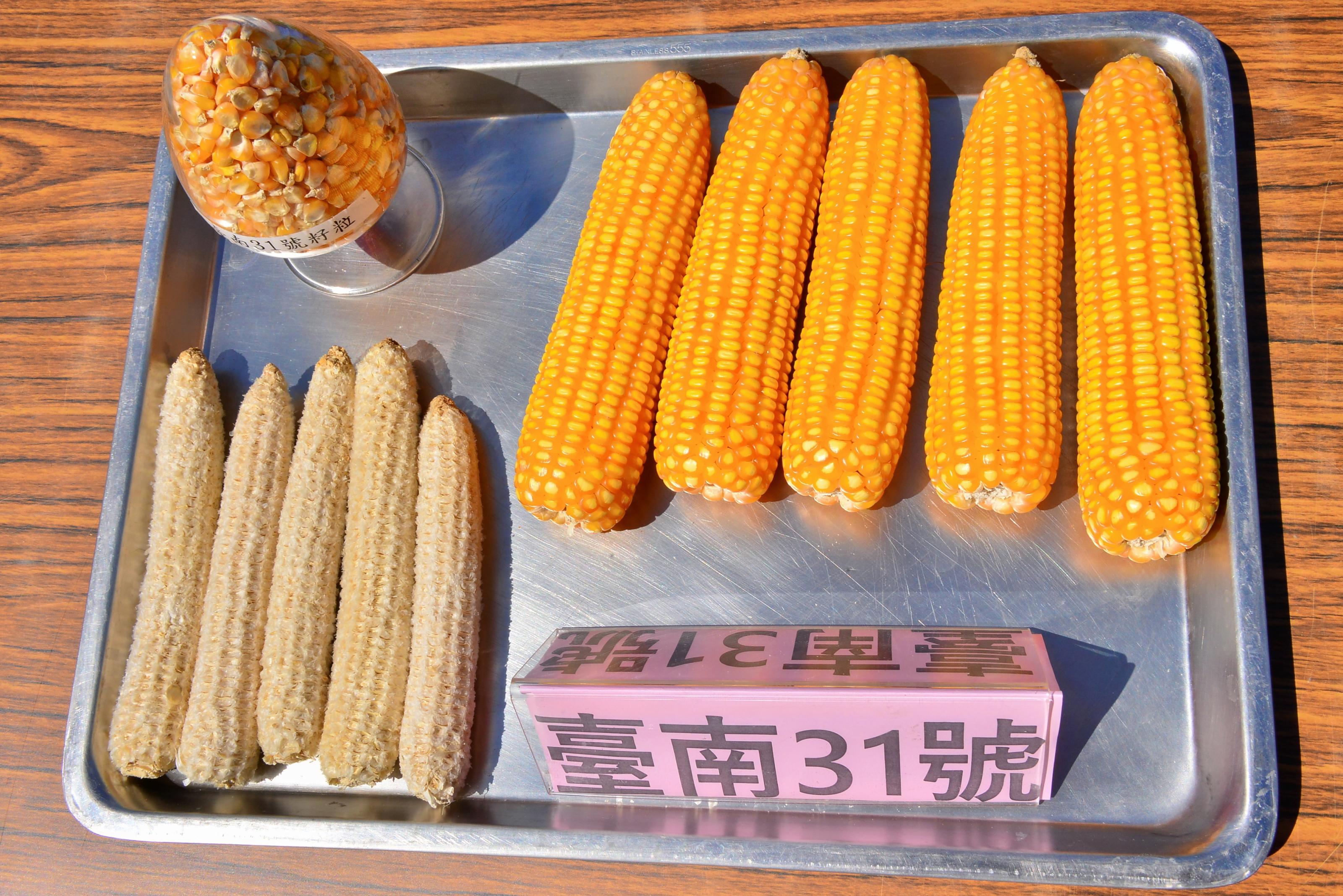 新品種臺南31號果穗充實飽滿