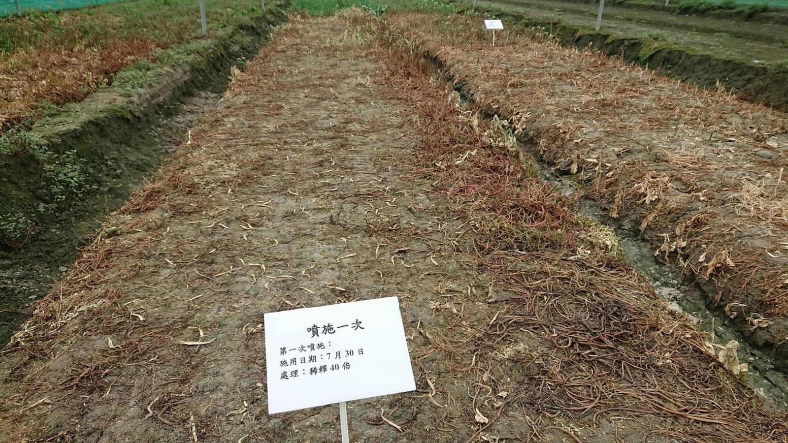 第三型藥劑噴施一次