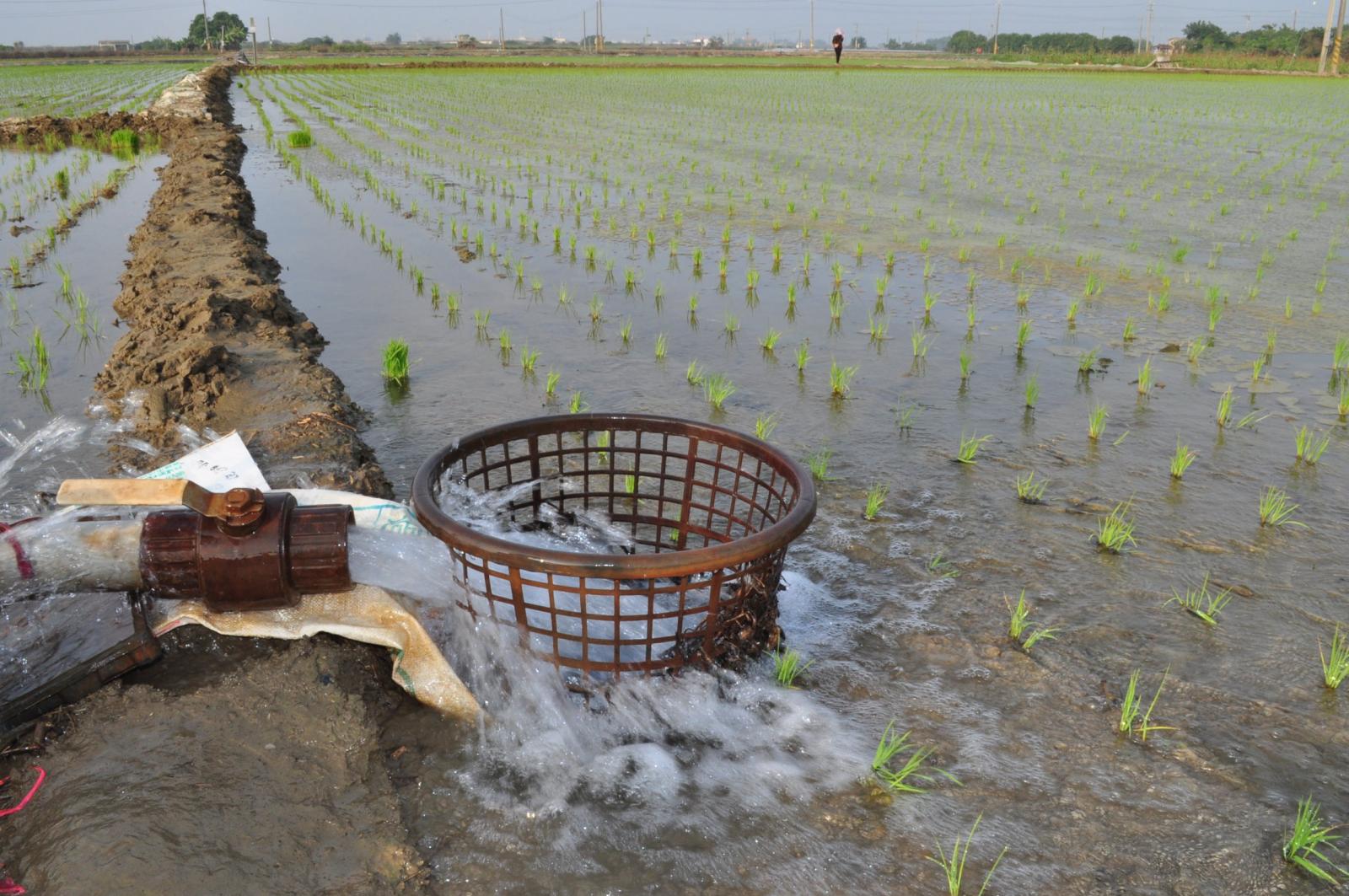 本田期水稻宜維持適當水位，減緩稻株受強風、豪雨侵襲而倒伏