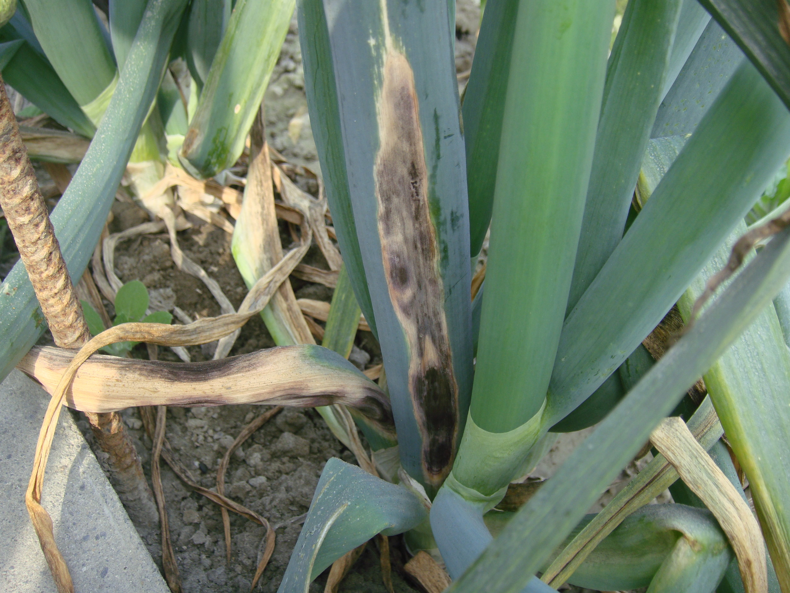 蒜紫斑病病徵與蔥紫斑病相似