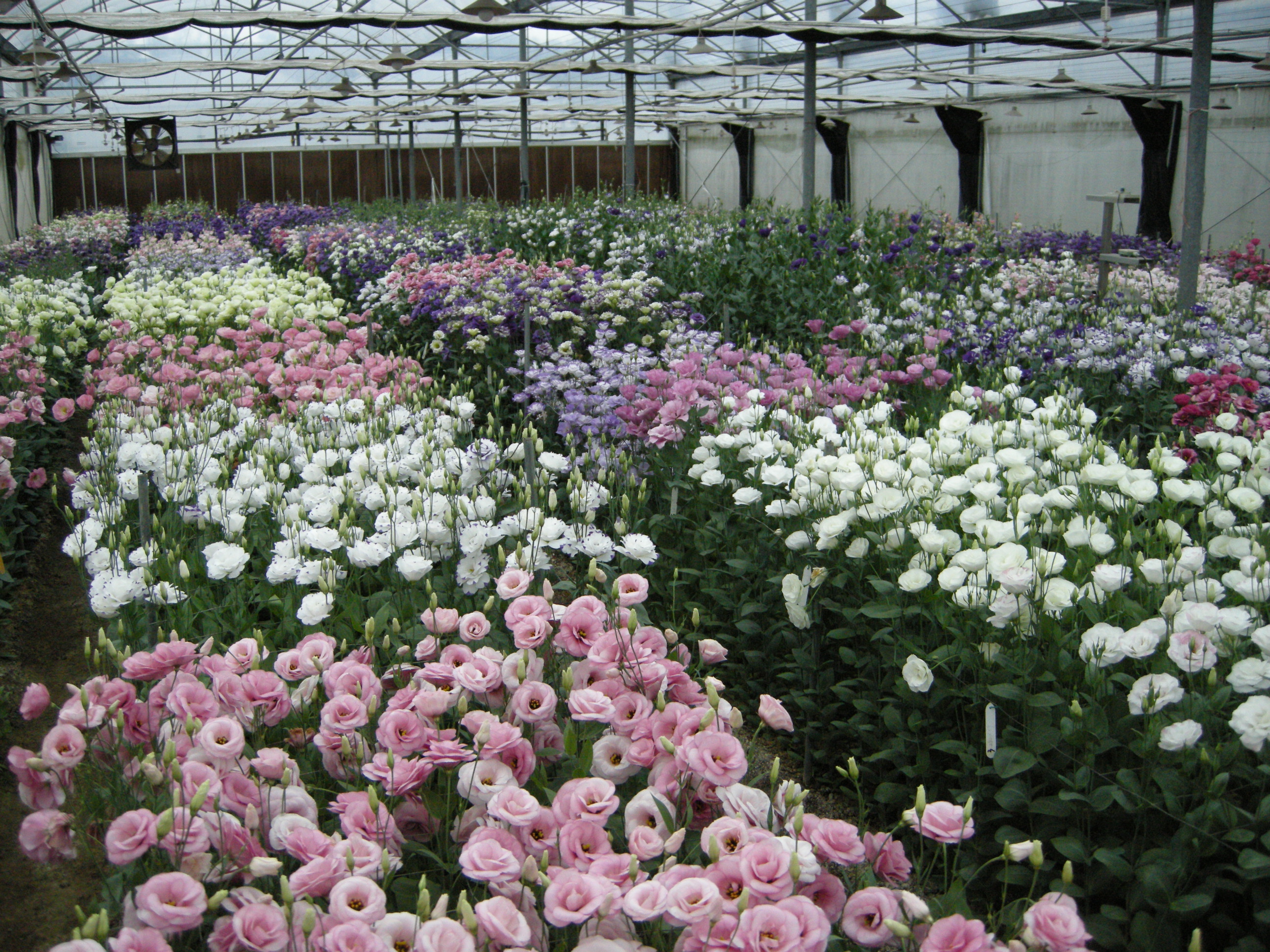 臺南區農改場進行的洋桔梗育種工作，提供適應臺灣氣候的品種供農民種植。