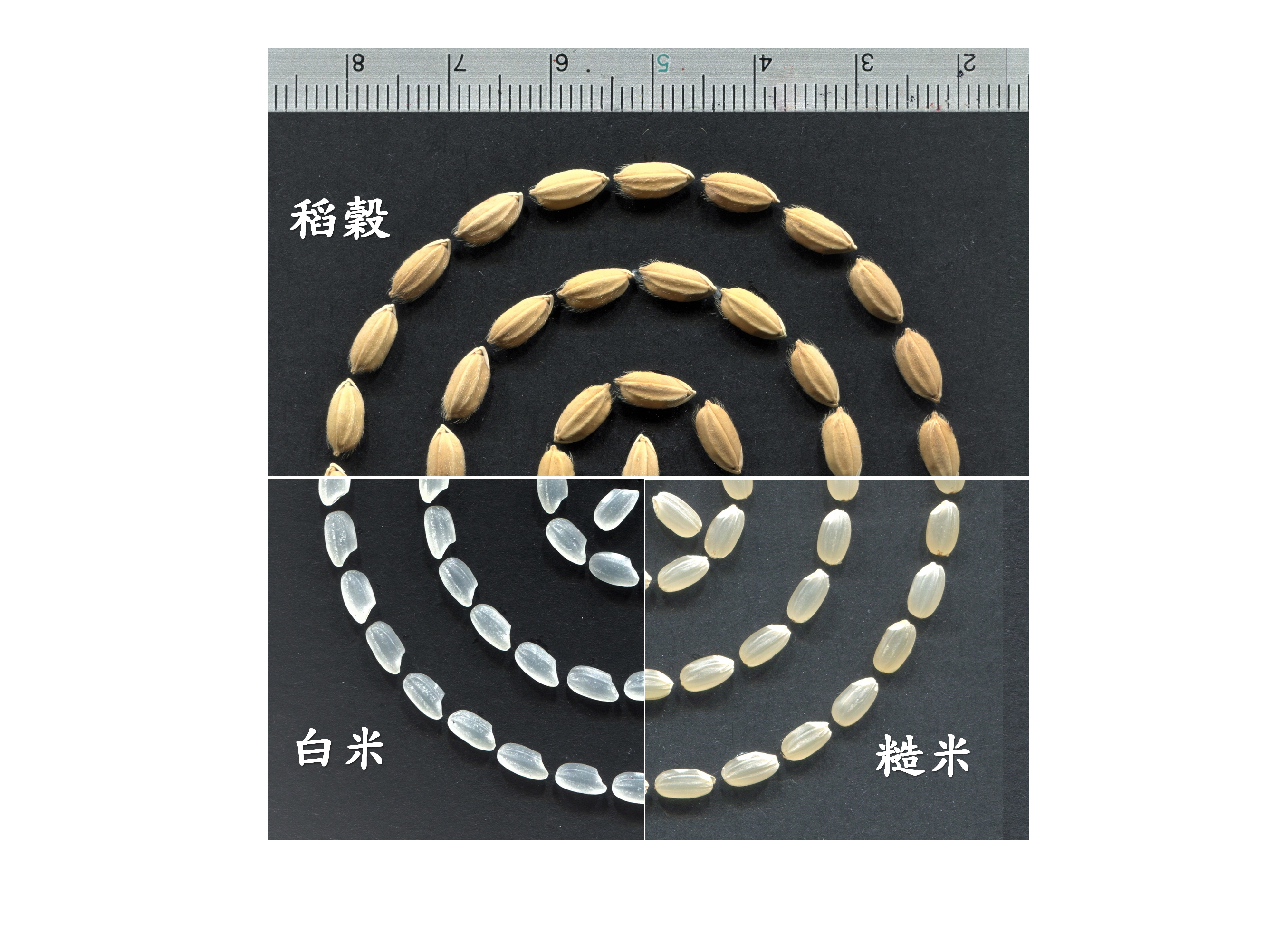 優質香米「臺南19號」外觀晶瑩剔透、口感佳！