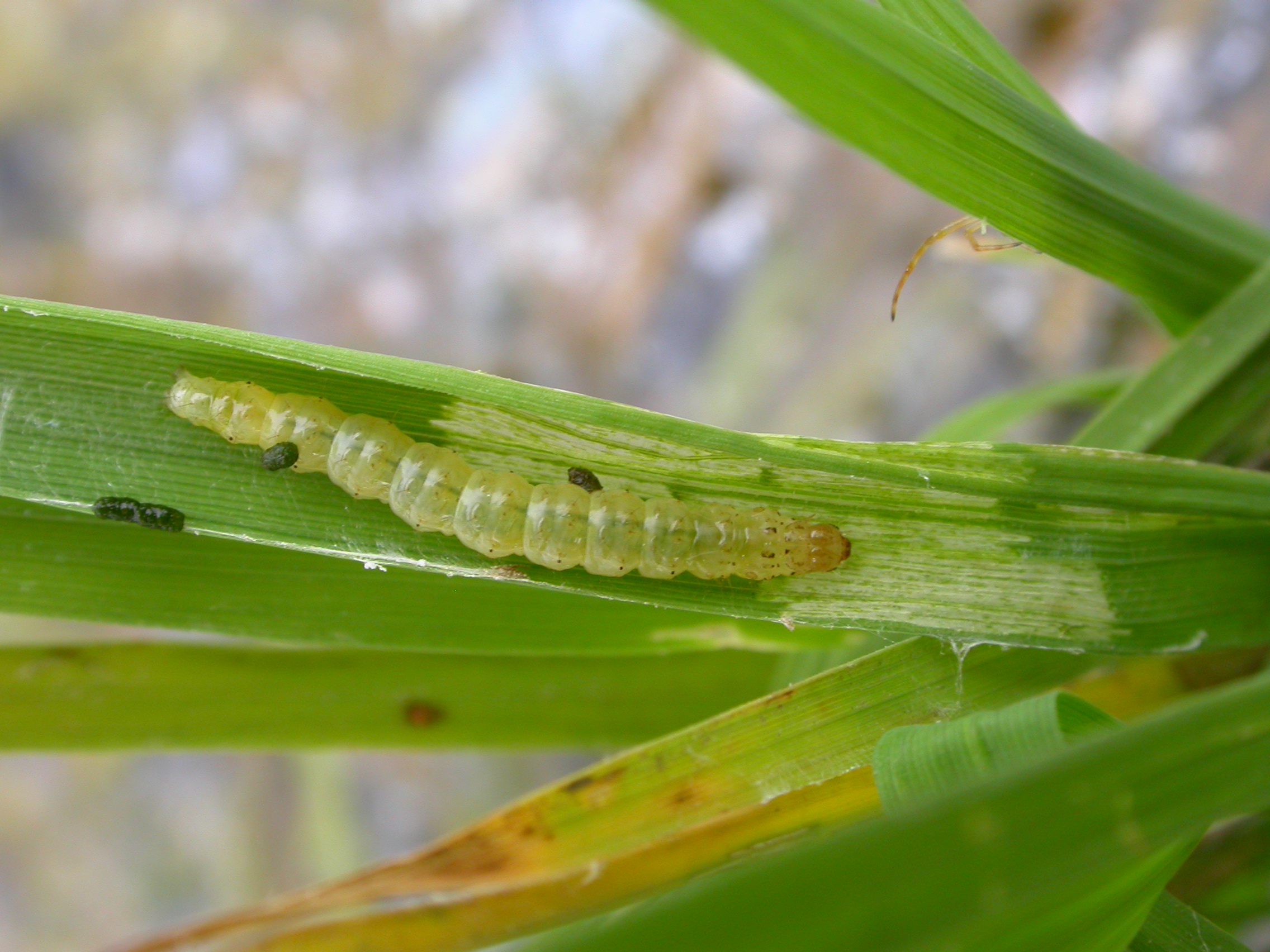 瘤野螟幼蟲 瘤野螟幼蟲,體色淡黃綠,頭部深色至淡褐,胸部被板淡褐,具有黑色褐斑