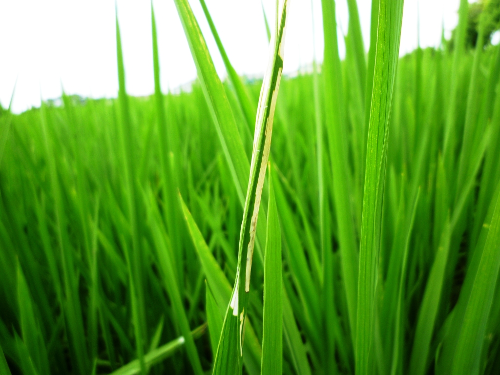 水稻生育中後期之典型為害狀