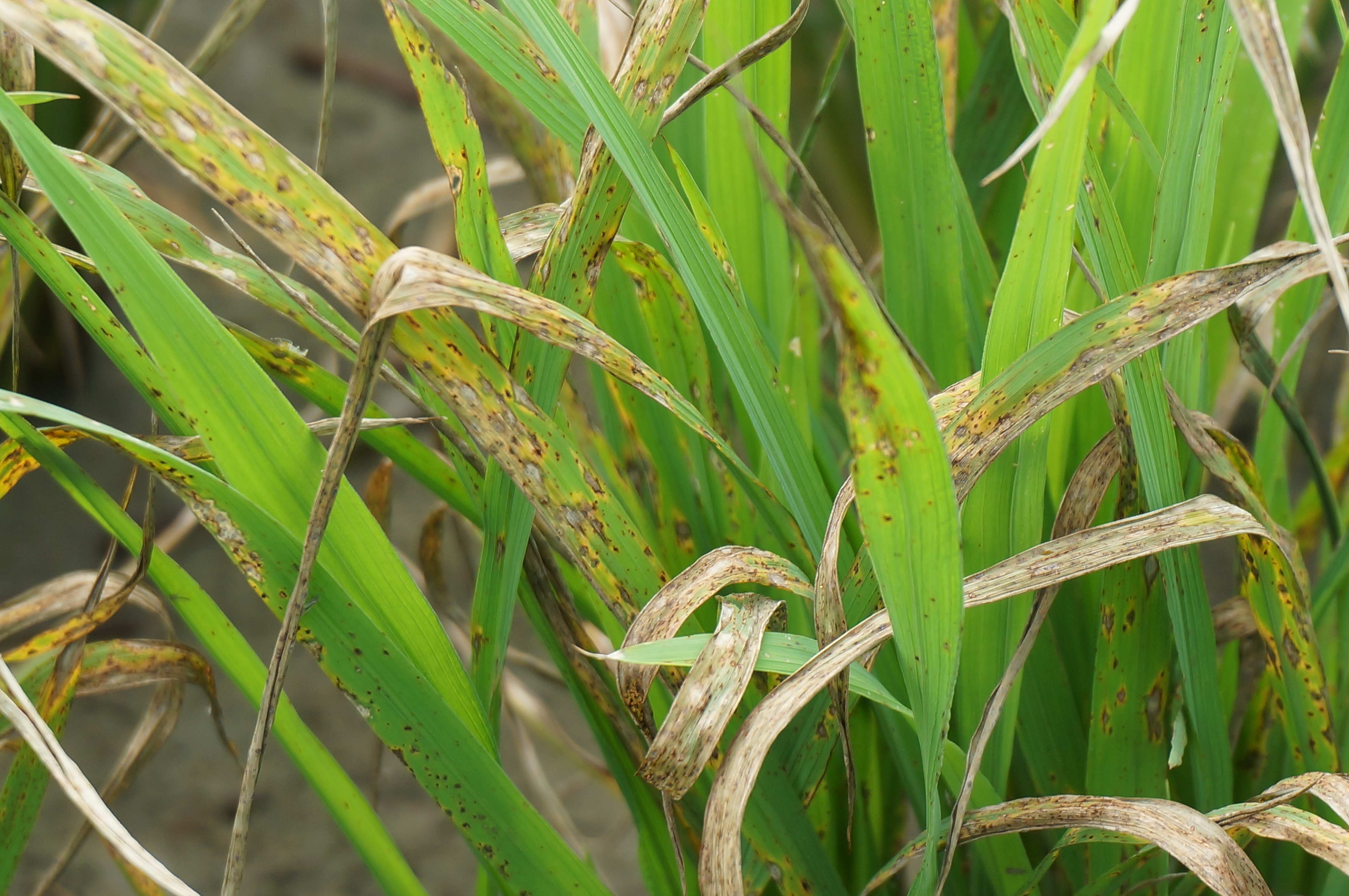 水稻葉稻熱病病徵，罹病嚴重葉片乾枯