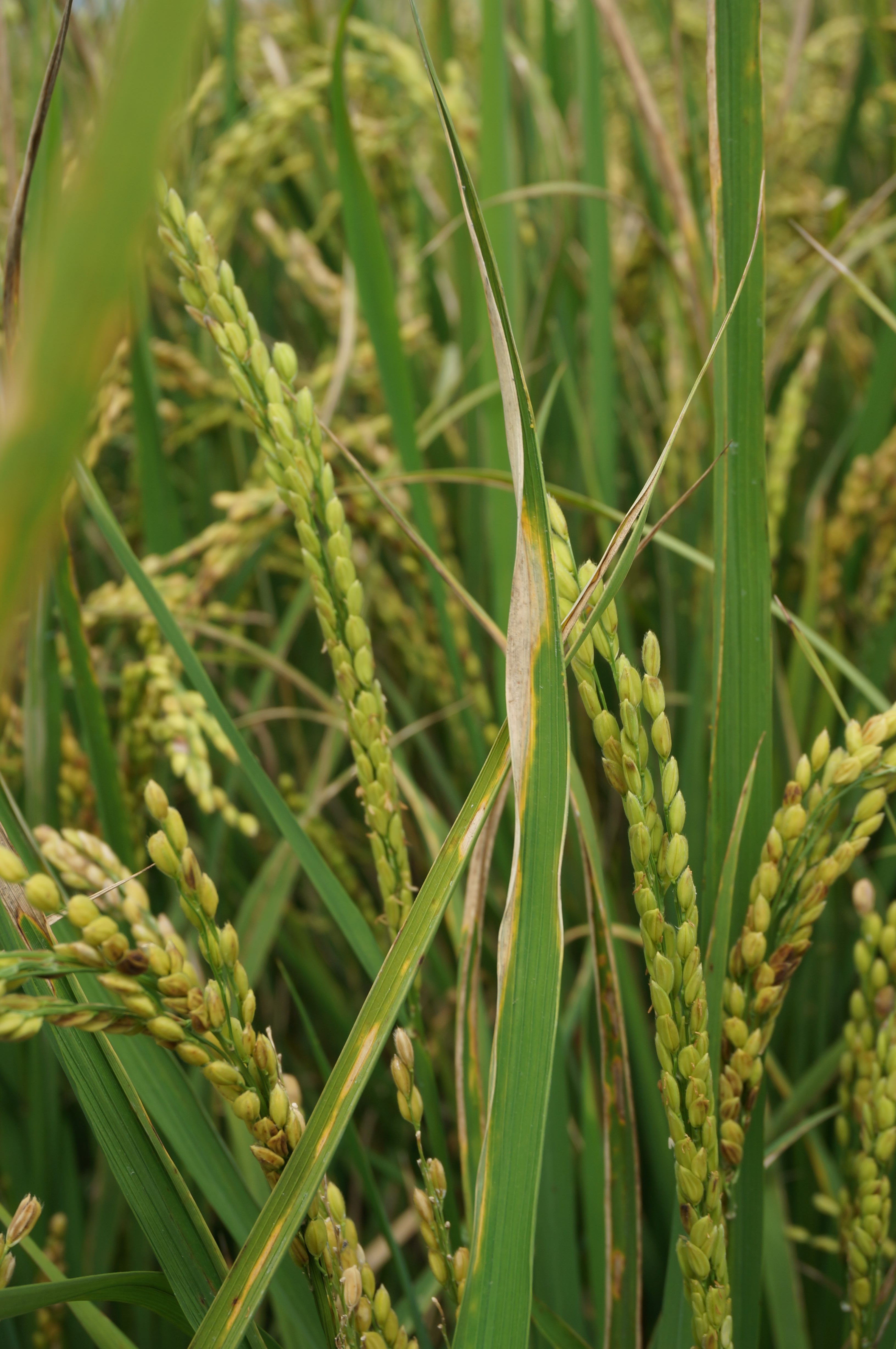 白葉枯病沿葉緣發展成波浪狀灰白色病徵