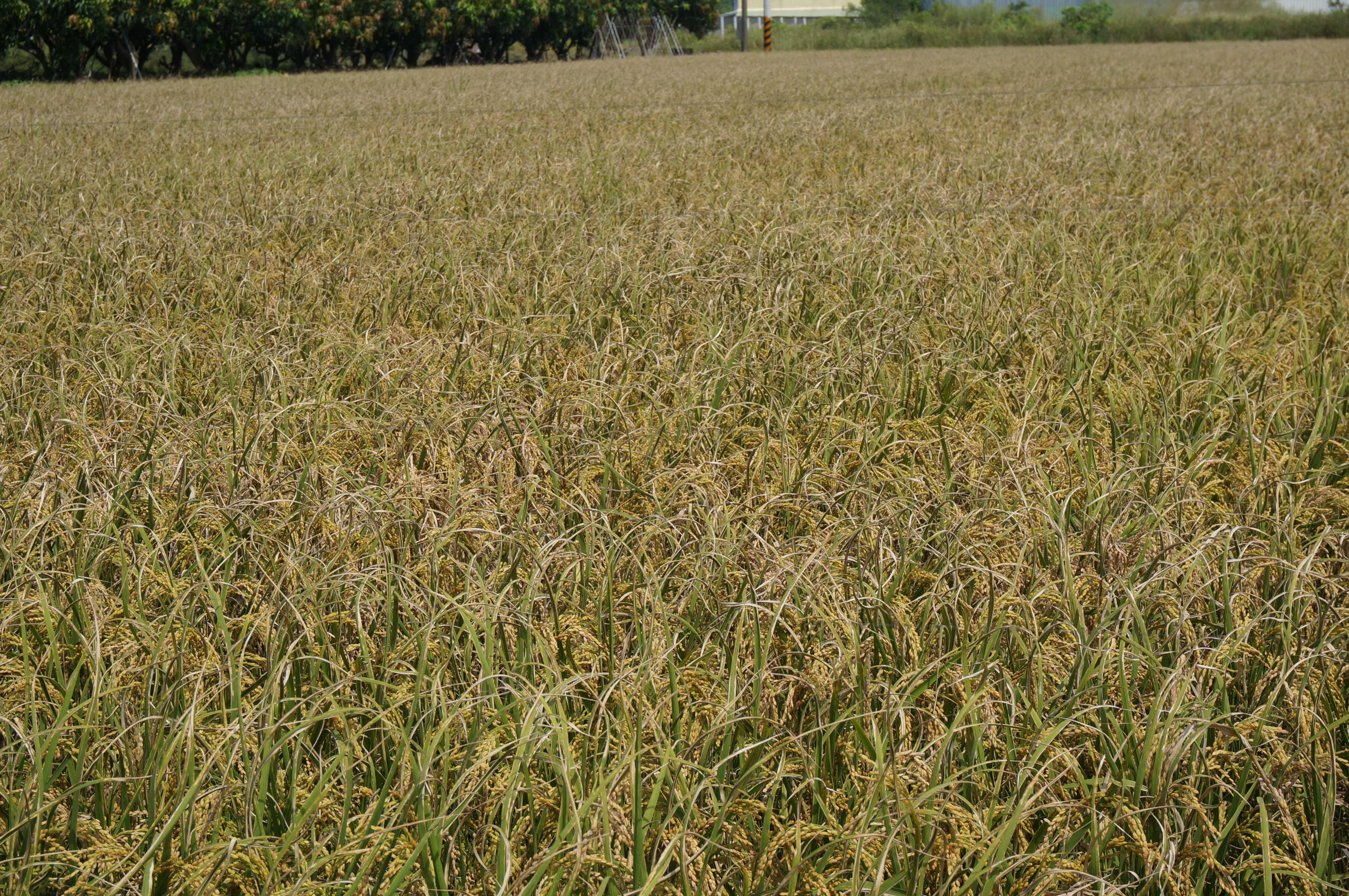 白葉枯病發生嚴重的稻田