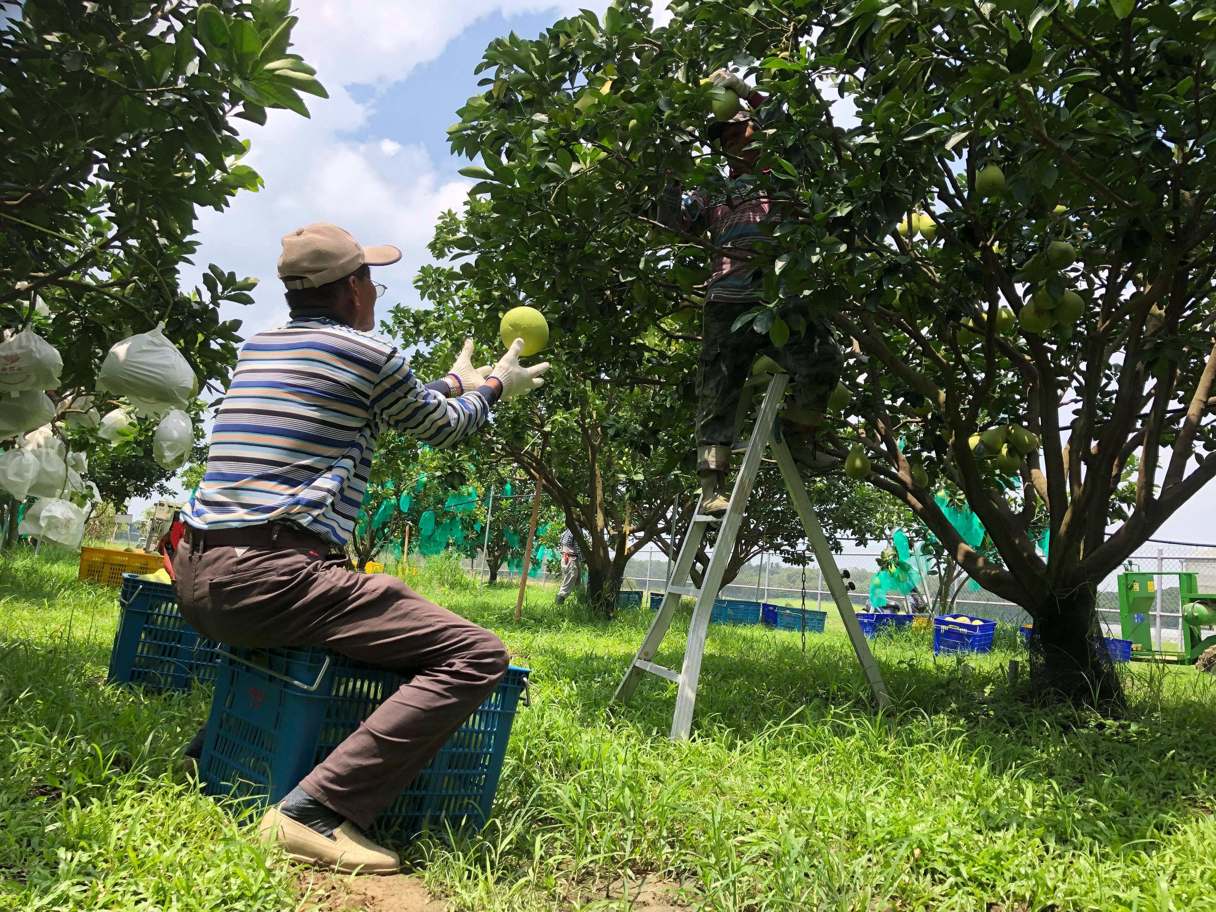 傳統人工2人進行柚子採收作業模式： 1人攀梯，1人接果實