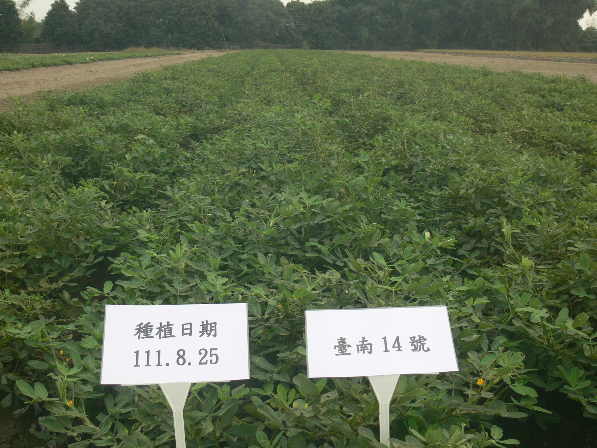 不同色彩之塑膠布覆蓋對落花生病原菌之影響試驗田間種植情形