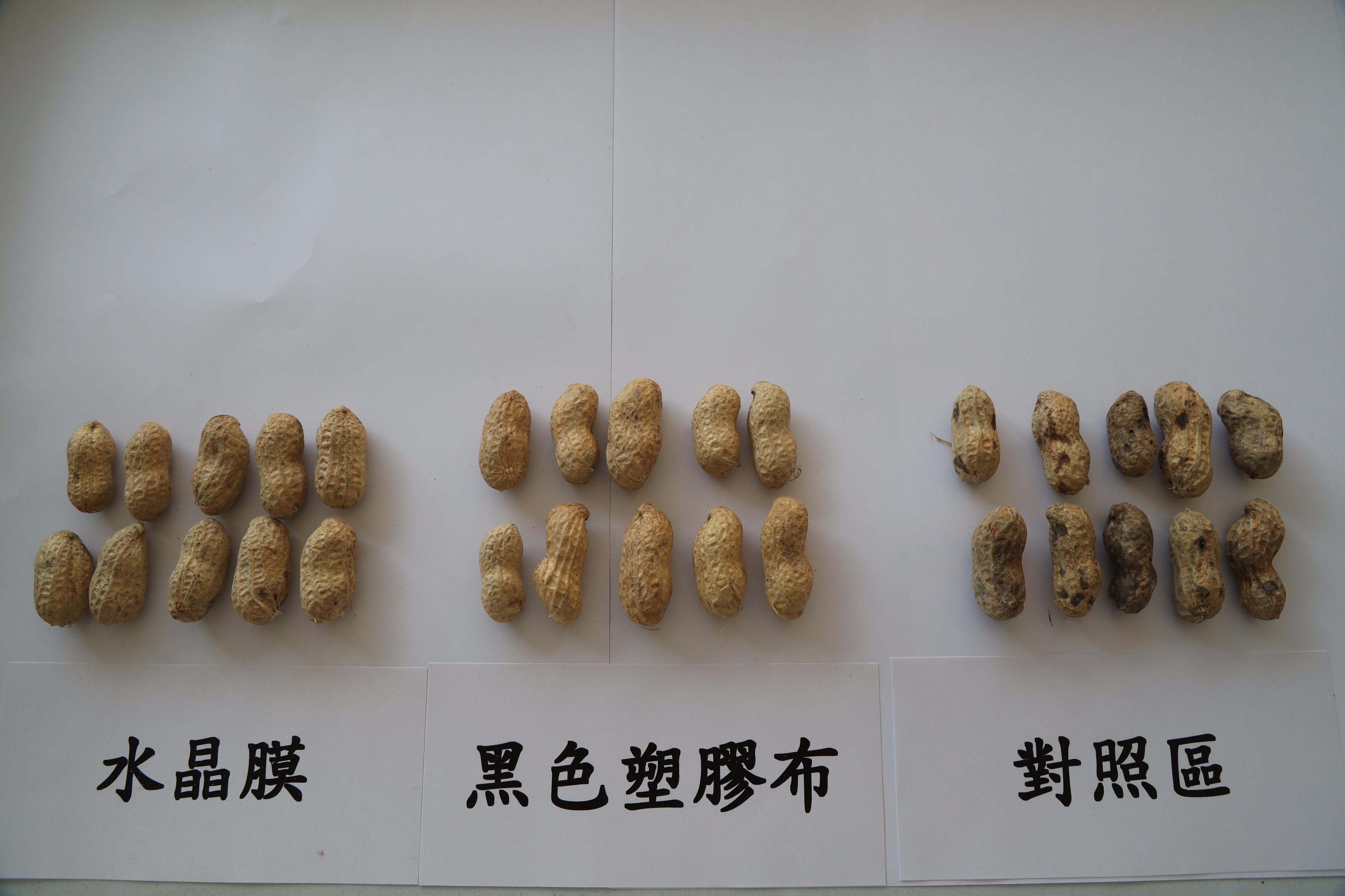 不同色彩之塑膠布覆蓋落花生果莢品質比較