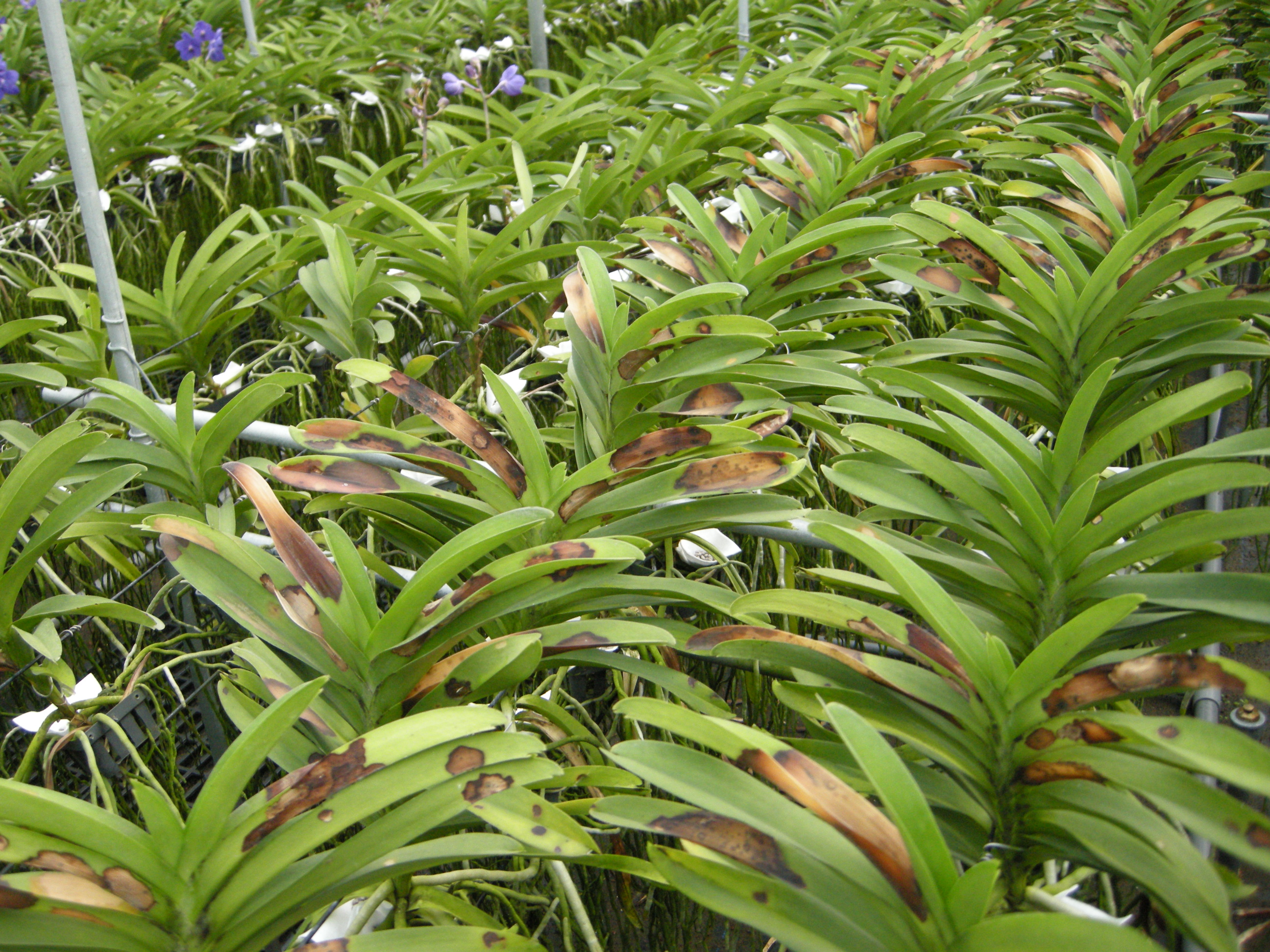 萬代蘭寒害導致葉片部分乾枯