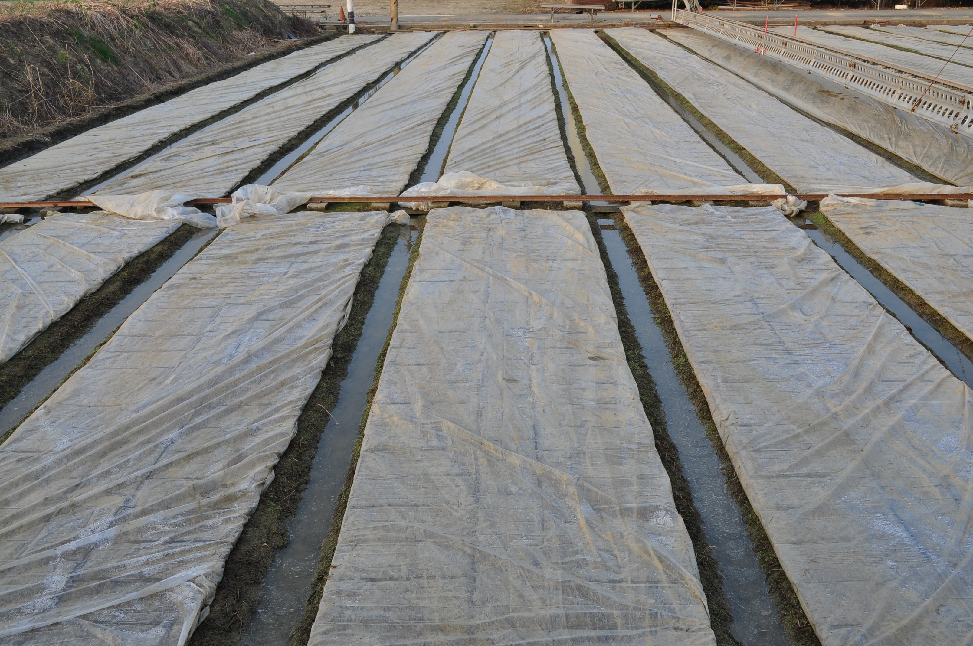 水稻育苗場覆蓋透明塑膠布或白色不織布進行秧苗防寒