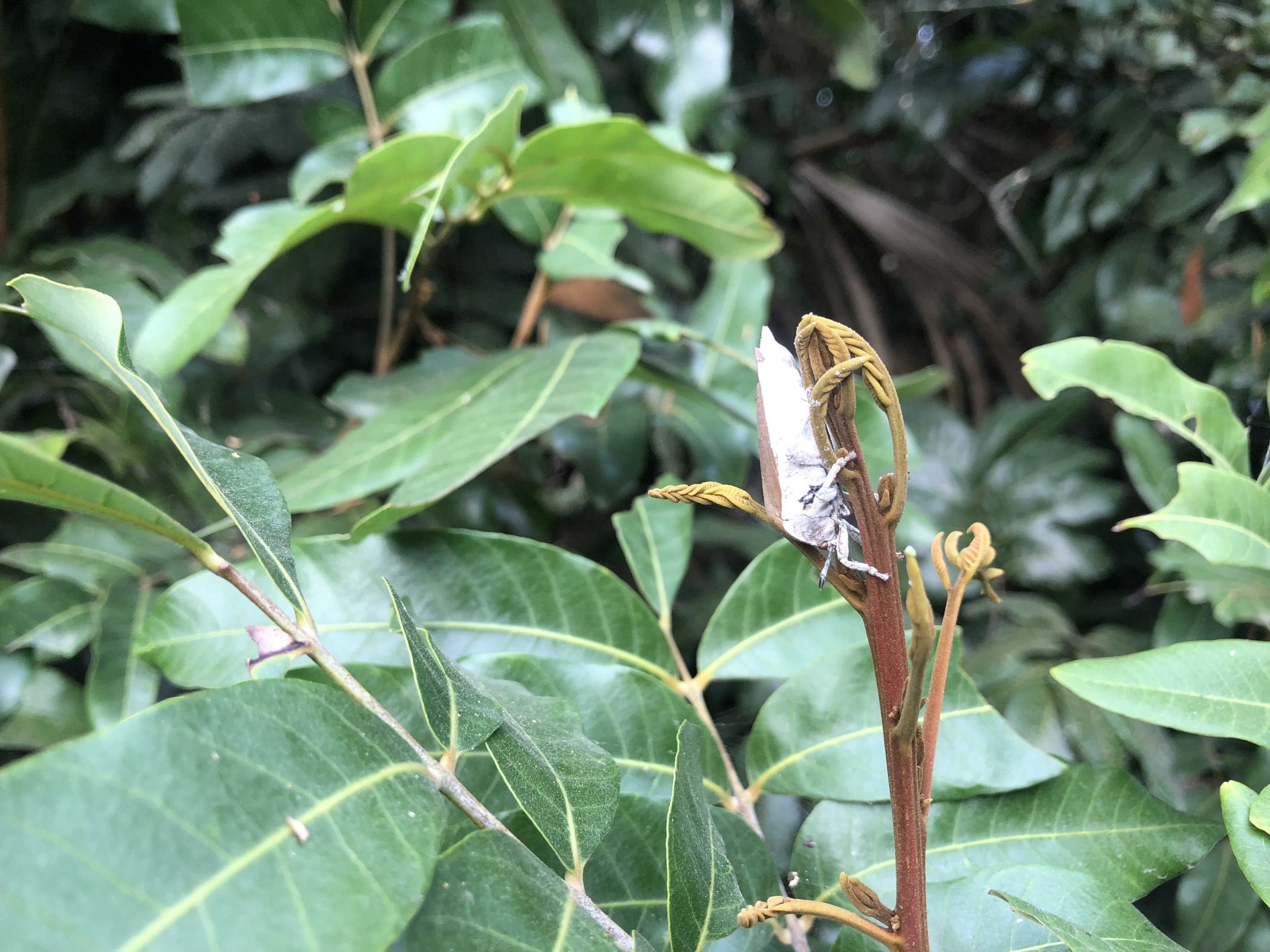 荔枝椿象成蟲取食龍眼嫩梢