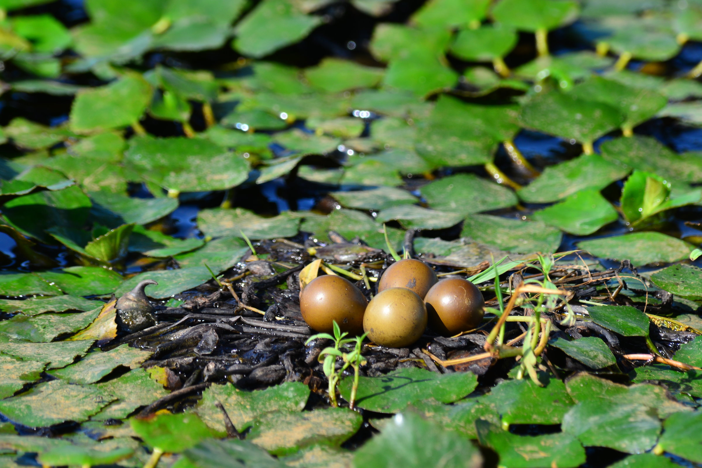綠保菱角田提供水雉繁殖好場所