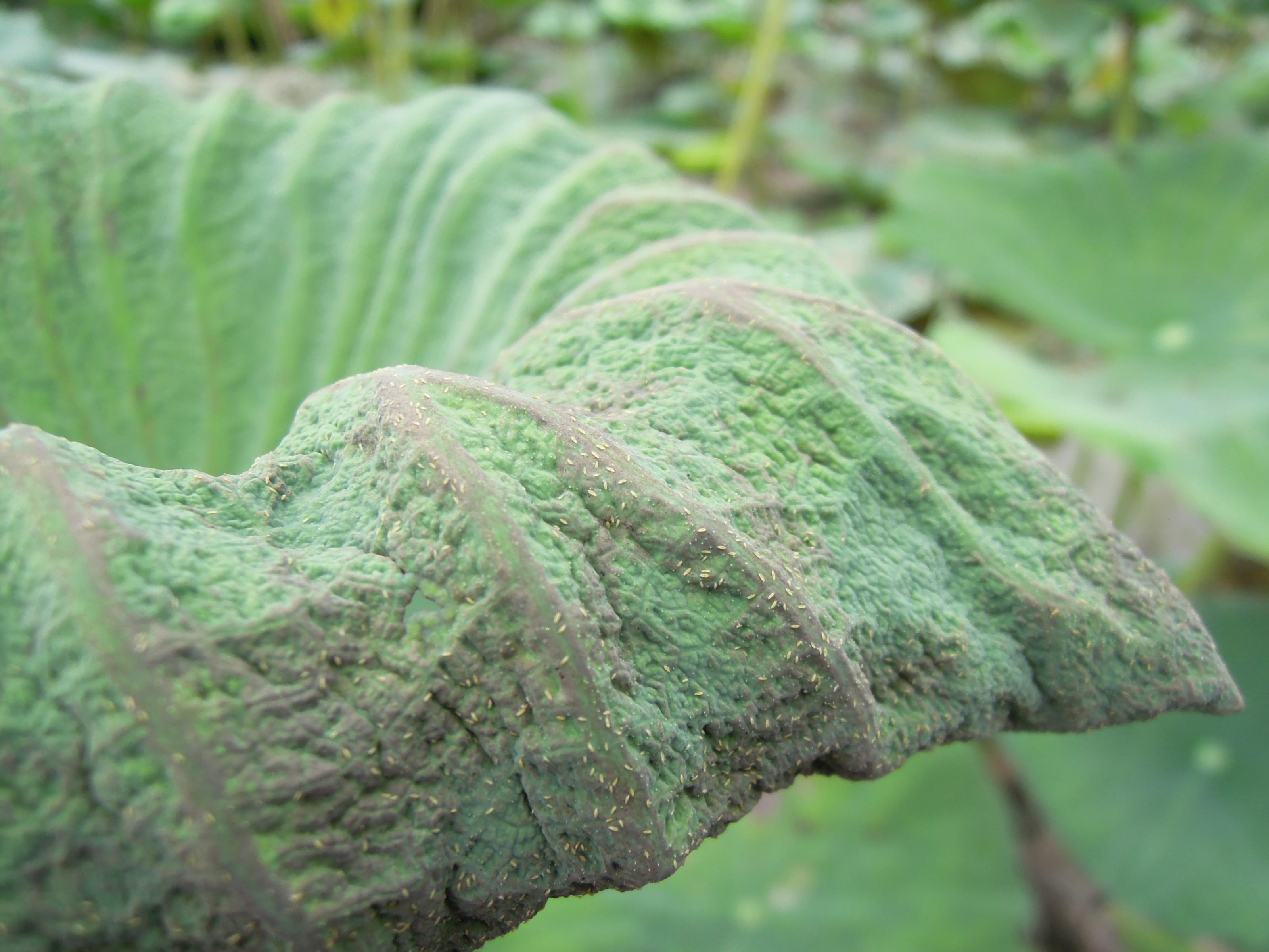 高密度之小黃薊馬會造成蓮葉捲曲