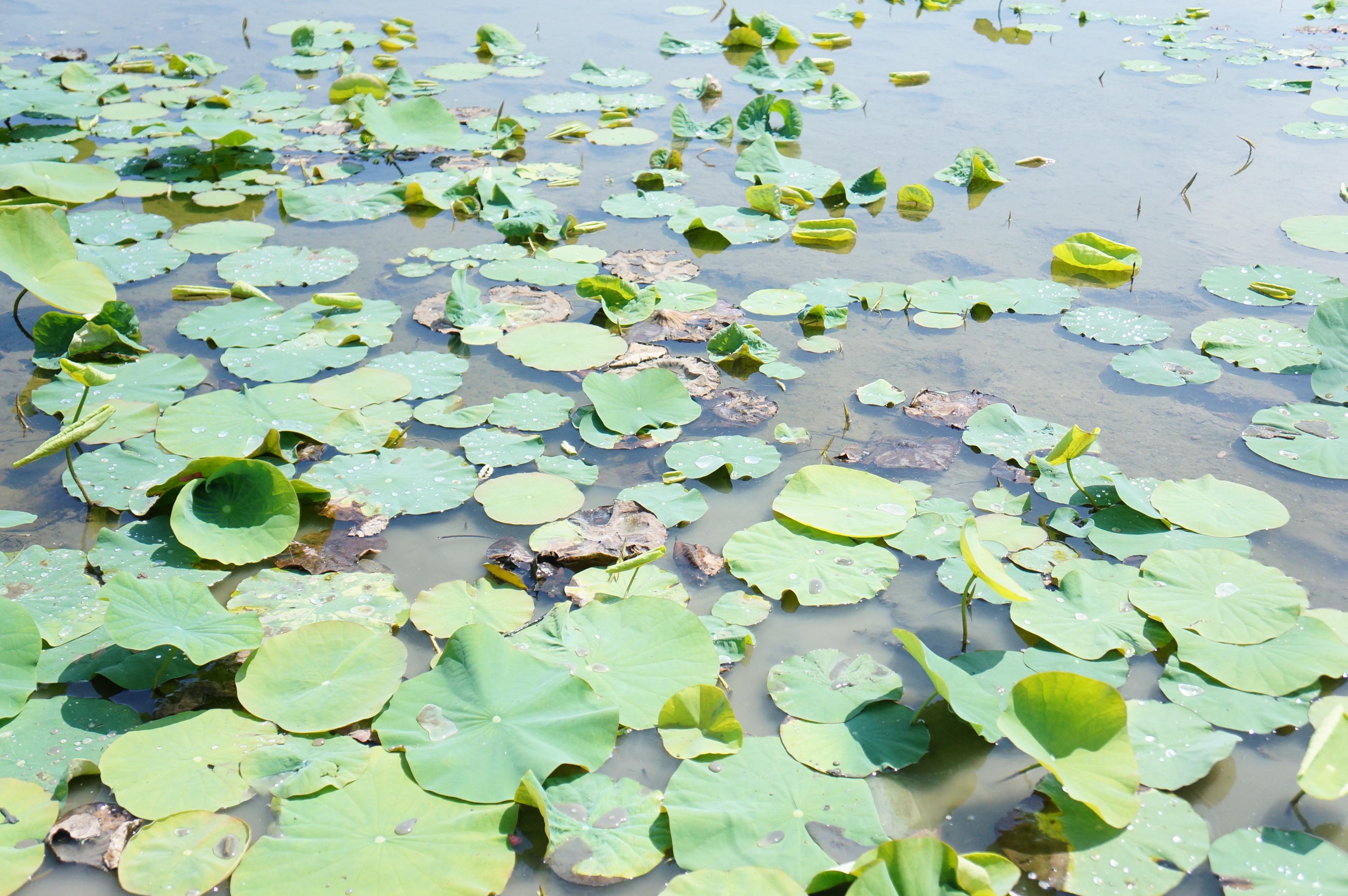 土傳性真菌感染葉片病癥