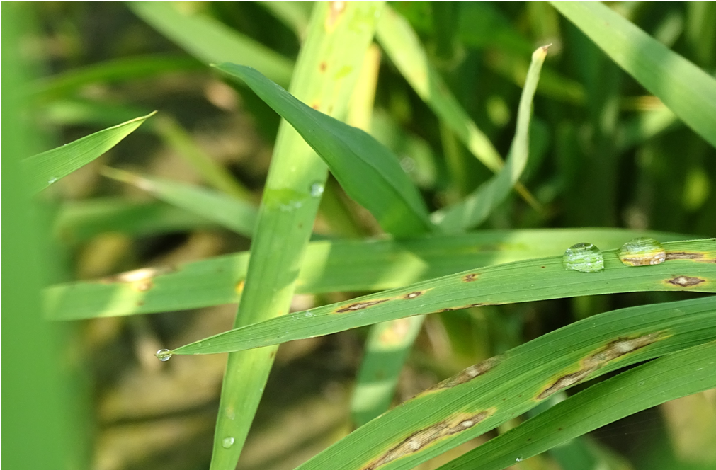 水稻葉稻熱病病斑