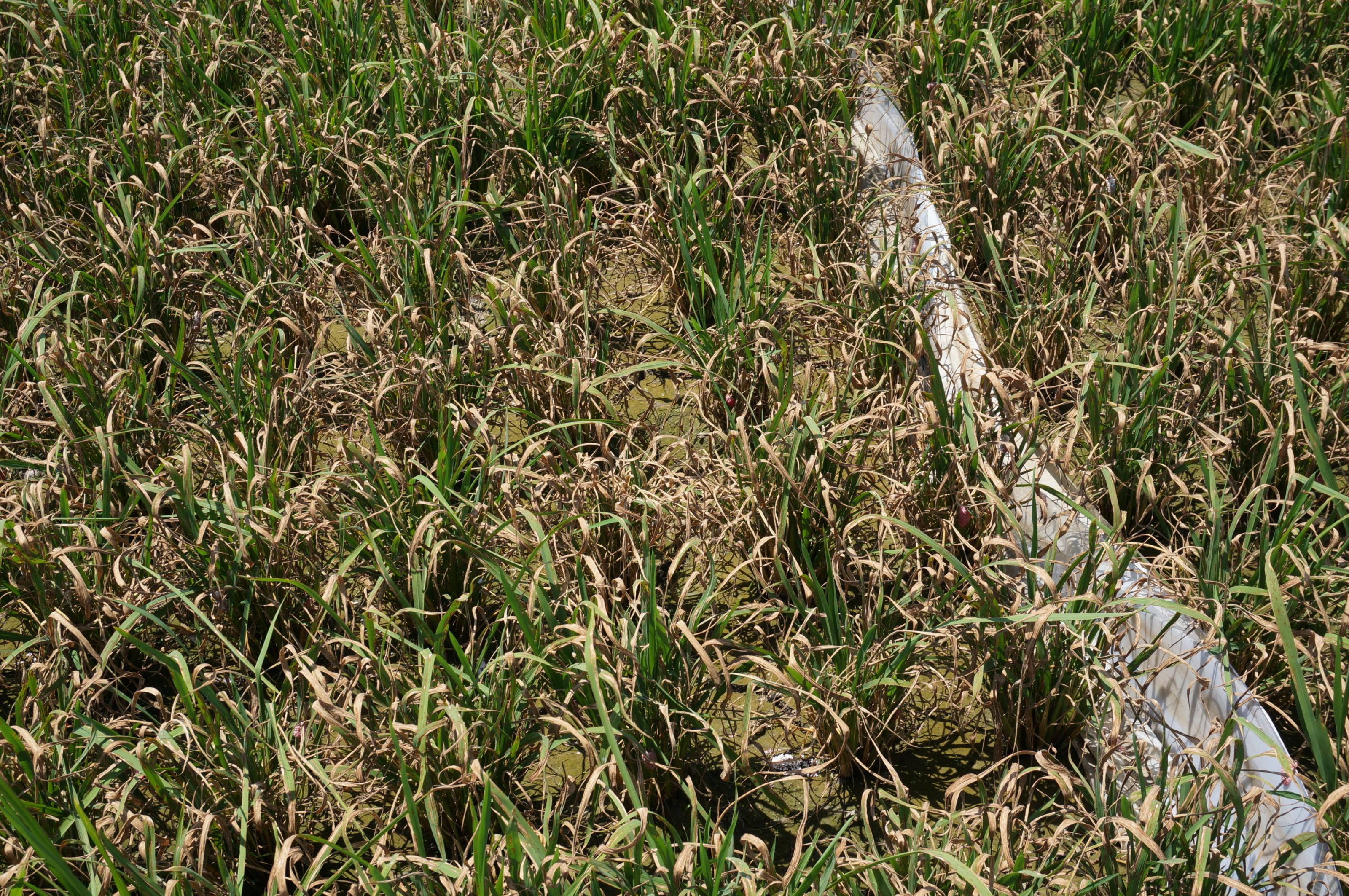 罹病嚴重整欉乾枯