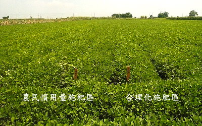 落花生合理化施肥不但不會造成減產，反而能降低病害發生風險