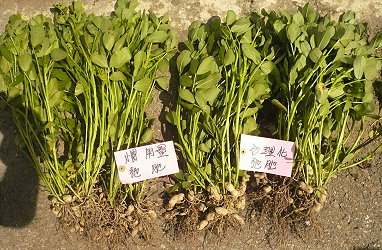 落花生合理化施肥不但不會造成減產，反而能降低病害發生風險