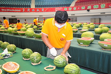 高品質西瓜競賽－剖瓜