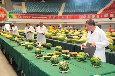 高品質西瓜競賽評審