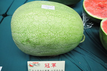 大型西瓜組冠軍外觀