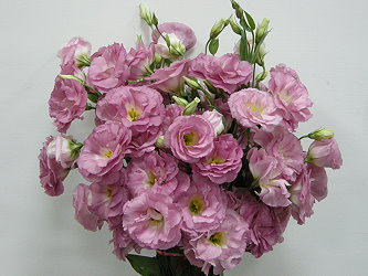 洋桔梗台南3 號