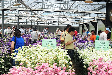 與會者在試驗溫室中對新品系洋桔梗的花色、花型品頭論足