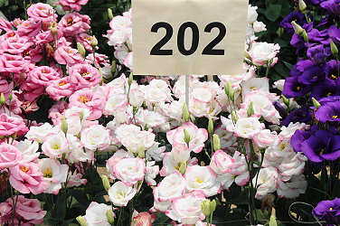 本場洋桔梗優良品系