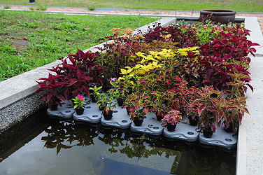 以水耕的方式種植草花