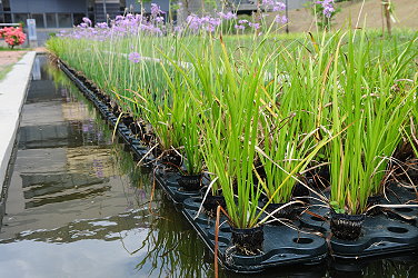 以水耕的方式種植草花