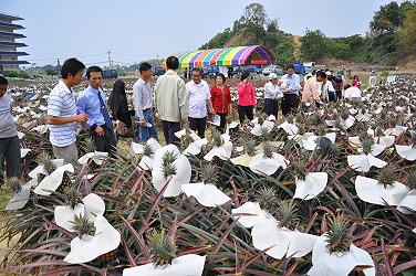 示範田區現場觀摩及講解