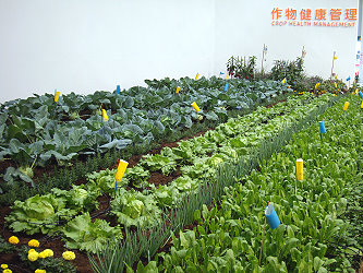 採行間作方式降低病蟲害發生