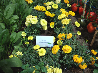 亮麗的忌避作物萬壽菊既可觀賞又可驅除害蟲，避免昆蟲為害作物