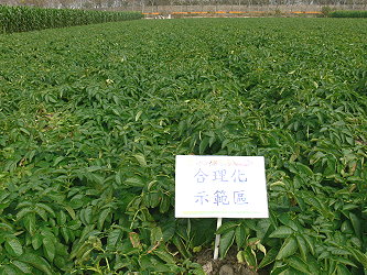 馬鈴薯合理化施肥田間觀摩會田間實況