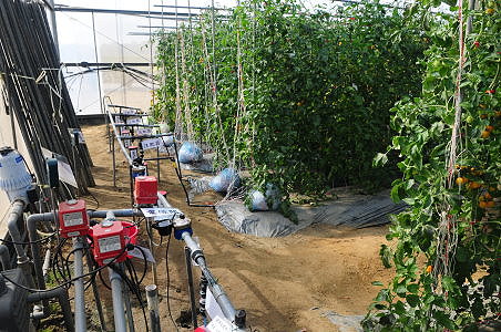 番茄滴灌設施