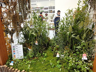 小宗雜糧造景區配合植株展示