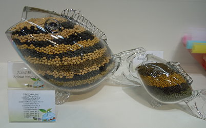 豆類種子熱帶魚