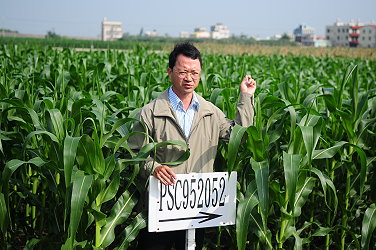 朴子分場游添榮主任說明甜玉米試驗研究成果
