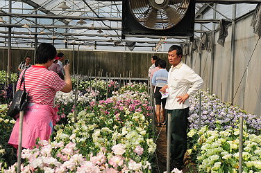 洋桔梗溫室開放參觀