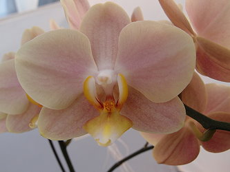 花瓣質地臘質、花面平整，其色彩遠觀為淺咖啡色，近看則可見其主要顏色為黃色與粉紅的疊色呈現，翼瓣緣為黃色中帶有清新的綠色