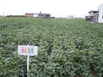 條播栽培示範田 