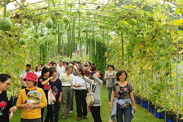 參觀人潮通過黃金廊道滴灌設施區，不斷由畜試所往本場移動