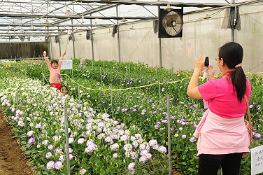 花卉溫室開放參觀