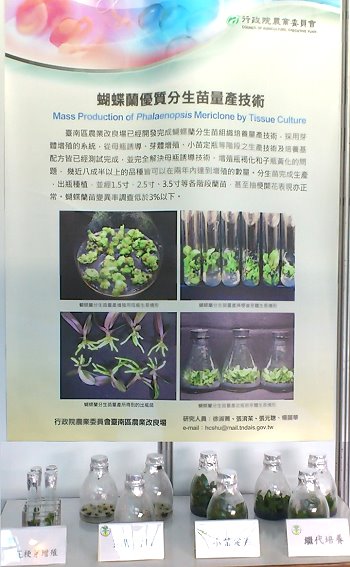 節能、高坪效蝴蝶蘭花梗苗生產技術之海報及實物