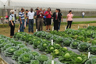 參觀甘藍品種選育試驗田