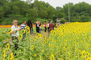 在花海景觀區紛紛拿起相機拍攝留念