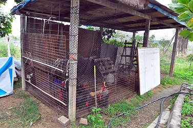 蟲鳴、鳥叫，還有雞啼聲